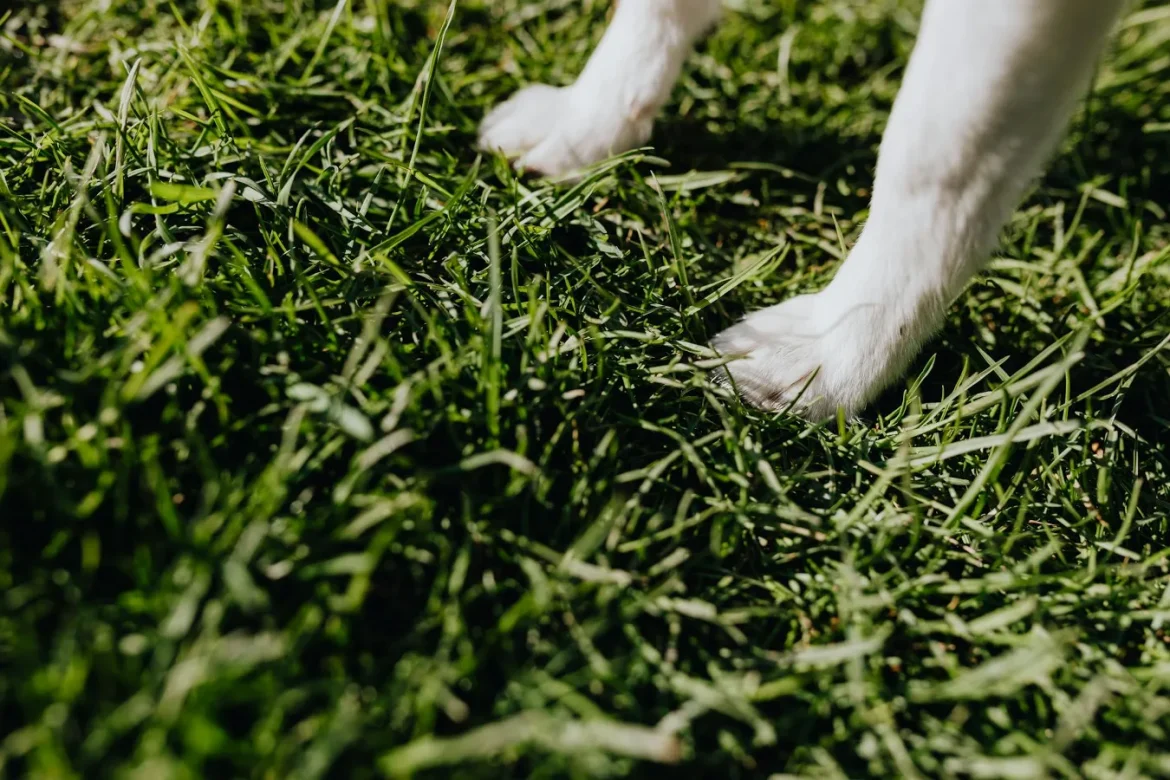 Dog Greens Powder: How to Choose Wisely - dog greens powder