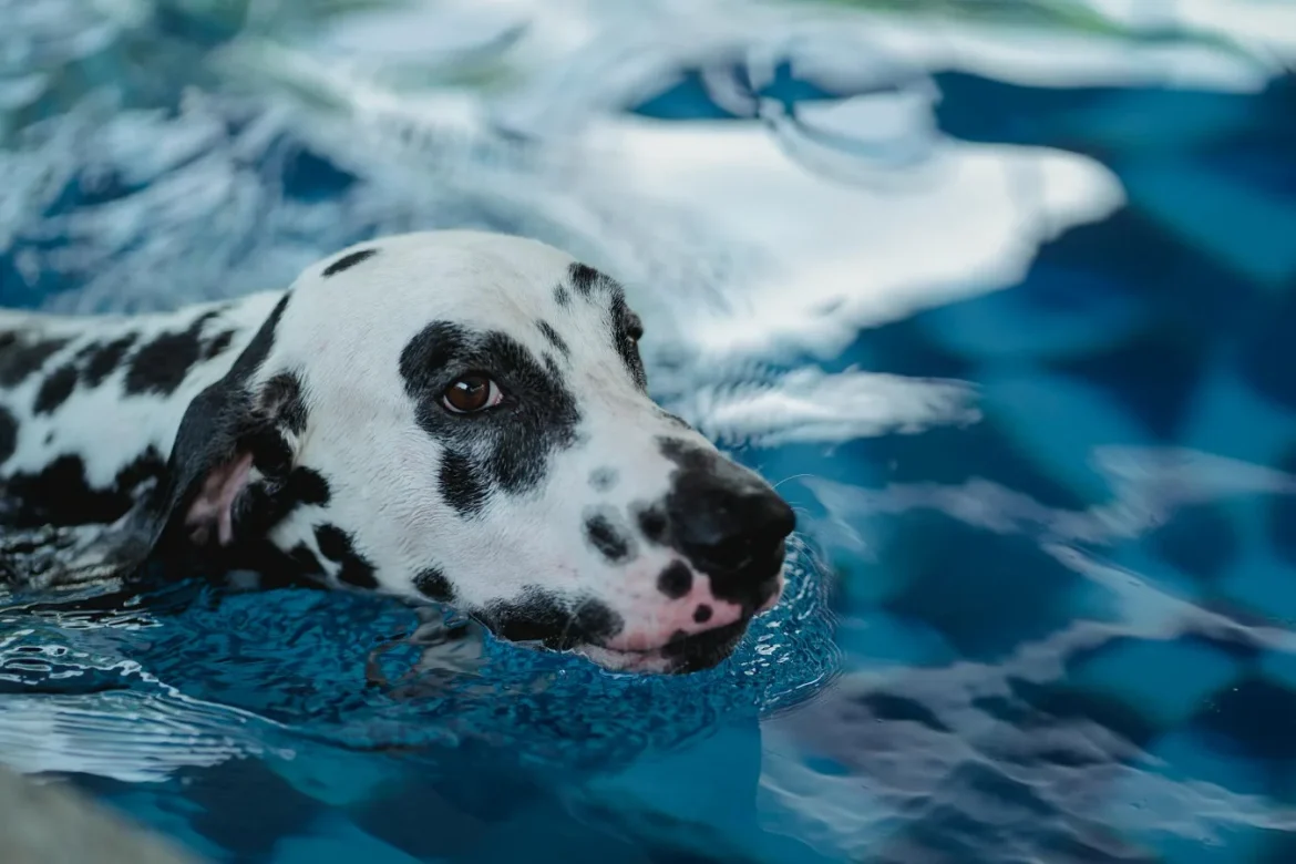 Dog Water Treadmill: What Buyers Should Know - dog water treadmill