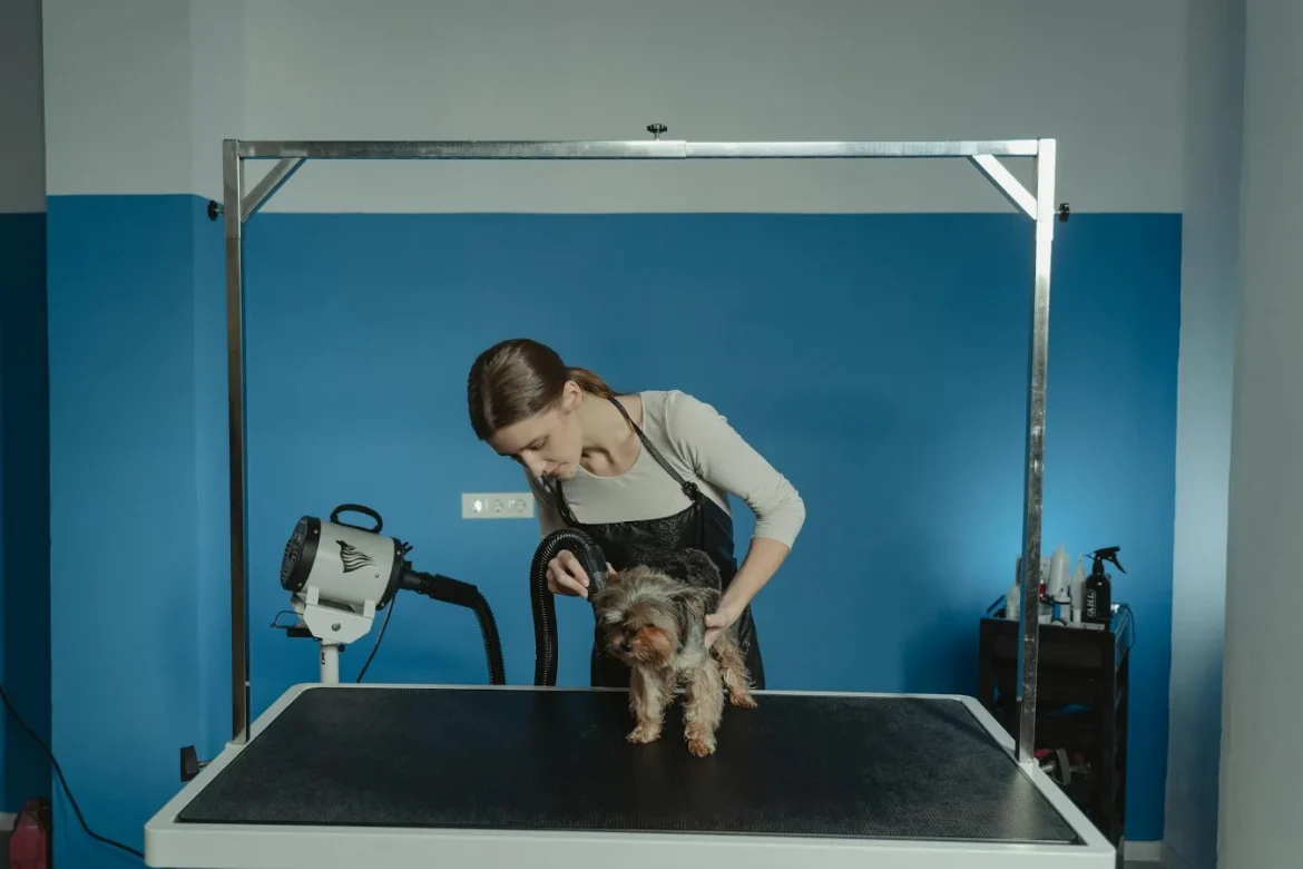 How to Choose a Hair Dryer for Dogs - hair dryer for dogs
