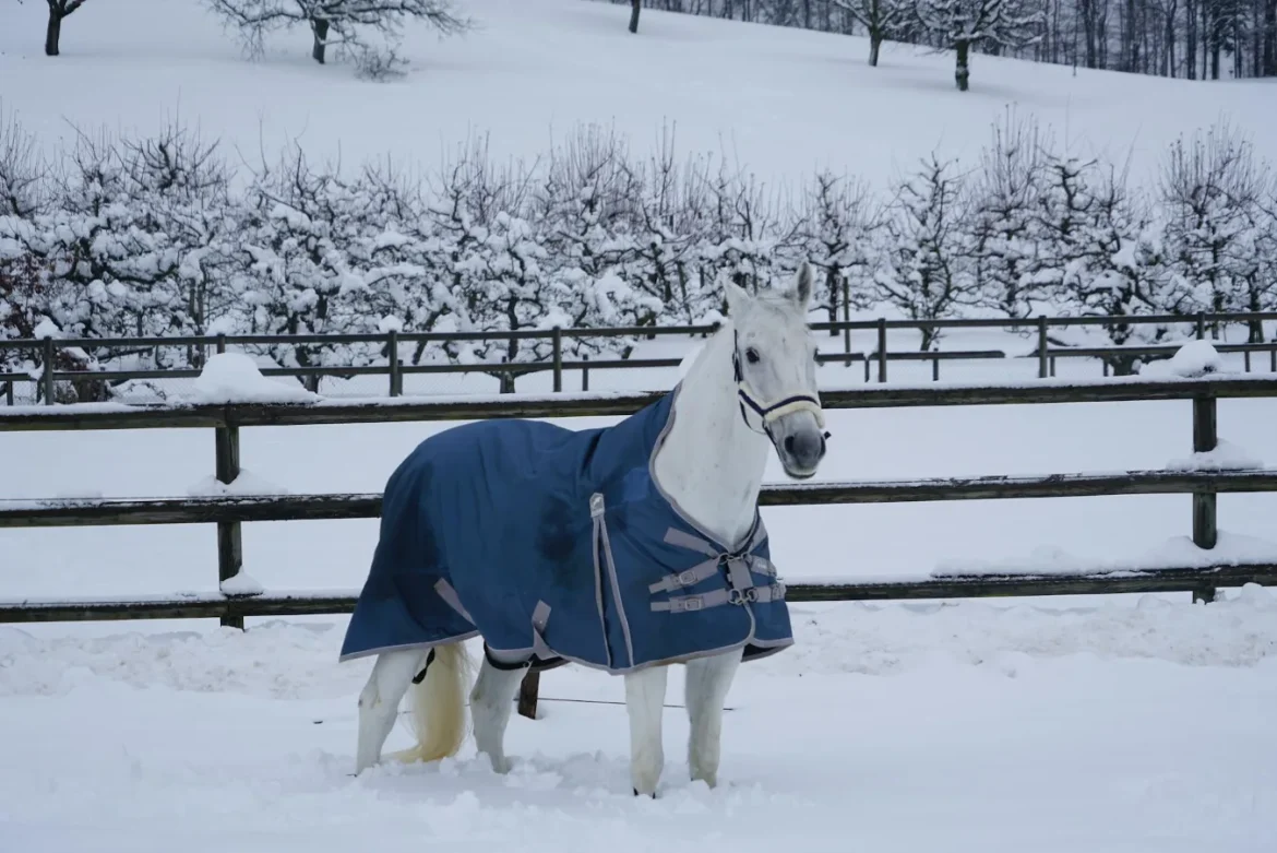 How to Choose a Heavy Weight Horse Blanket - heavy weight horse blanket