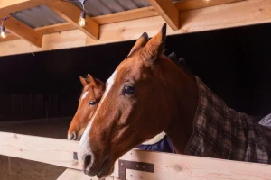 Horse Blanket Weight Chart Guide - horse blanket weight chart
