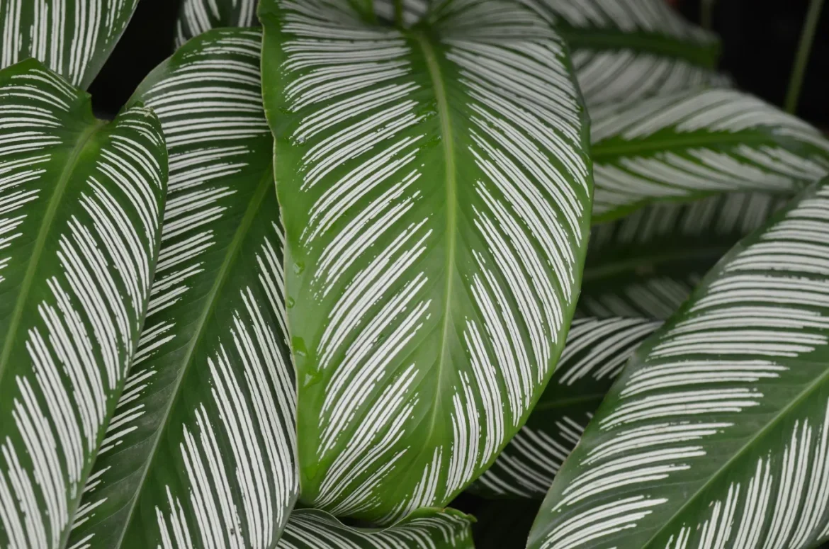 Best Humidifier for Calathea: Buyer Guide - humidifier for calathea