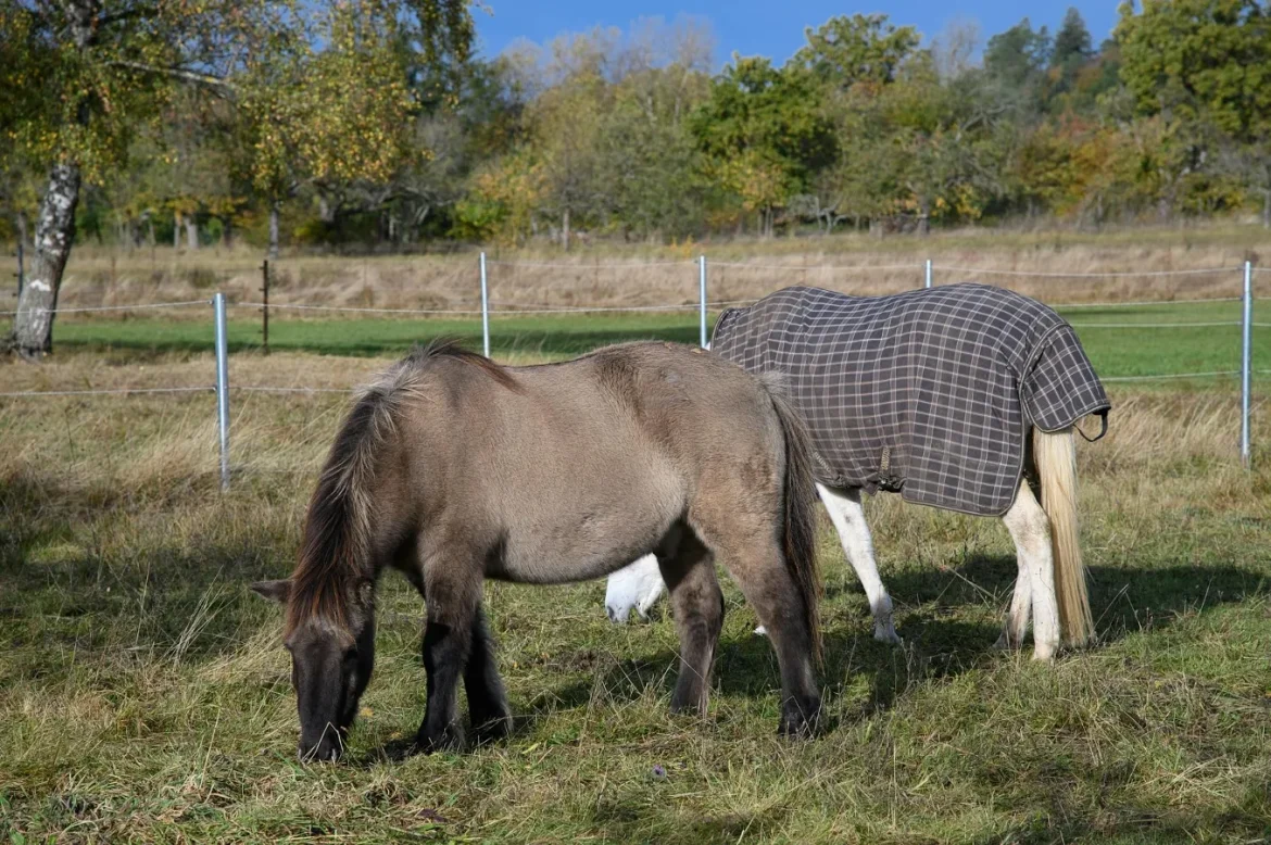 Light Weight Horse Blanket Guide - light weight horse blanket