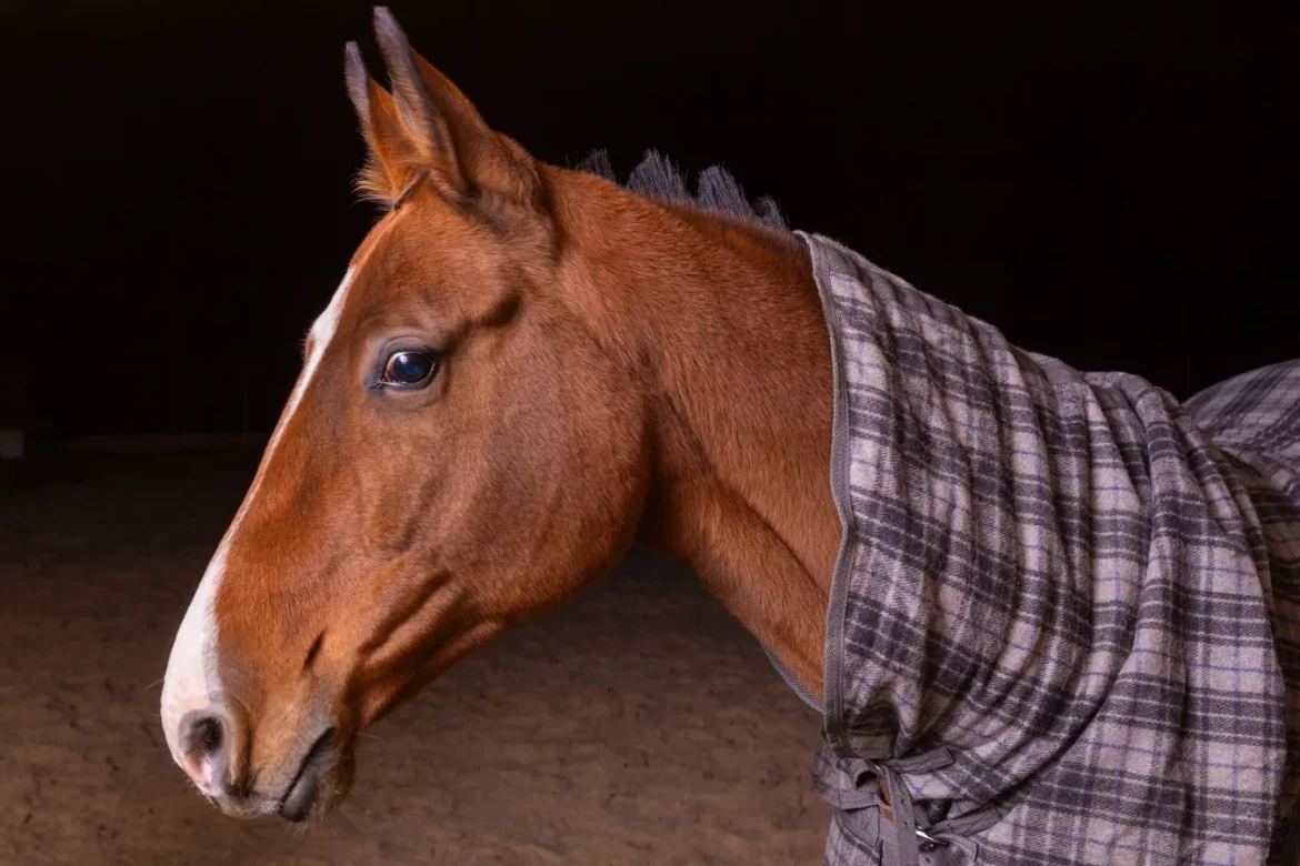 Medium Weight Blanket Horses: How to Choose - medium weight blanket horses